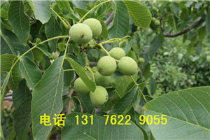 淄博市核桃树的栽植条件厂家