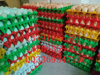 30枚塑料鸡蛋托 鸡蛋托鸭蛋托规格 全国厂家批发塑料30枚鸡蛋托价格