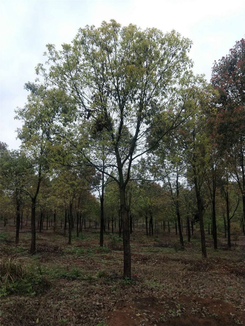 桂林市广西香樟树厂家厂家大量供应贵州优质苗木广西香樟树