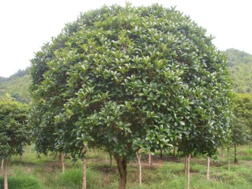 贵州八月桂花树 大量供应优质苗木  广西桂花树苗