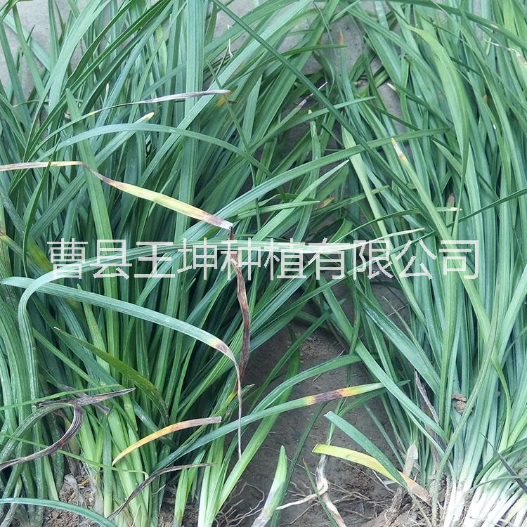 菏泽市菏泽草坪厂家菏泽麦冬草优质草坪  菏泽草坪