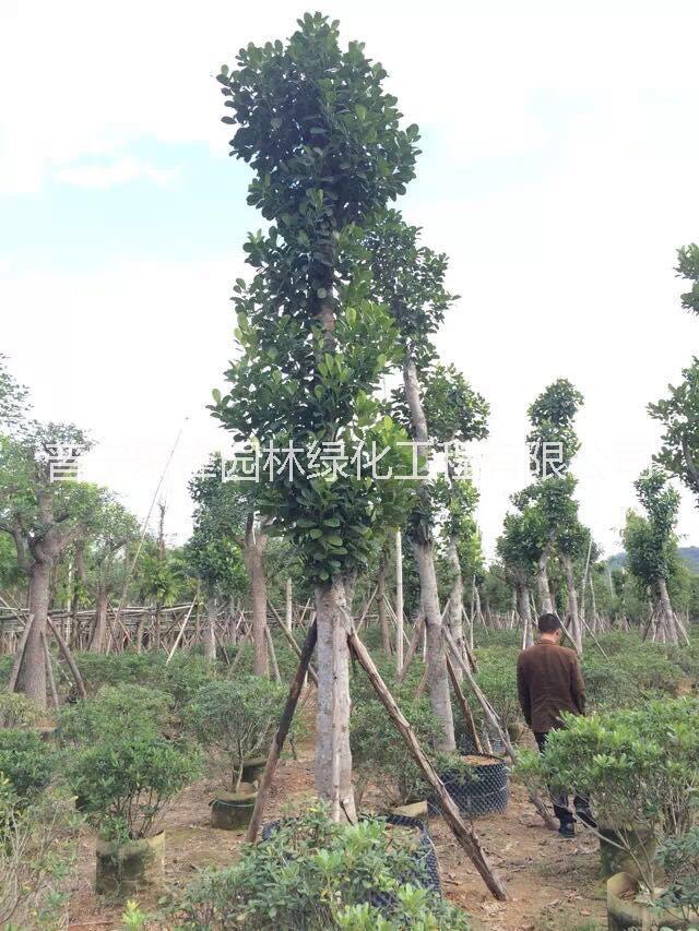 揭阳市菠萝蜜20公分厂家菠萝蜜_菠萝蜜基地直销_菠萝蜜批发_菠萝蜜报价_普宁菠萝蜜树苗种植基地哪家好 菠萝蜜20公分