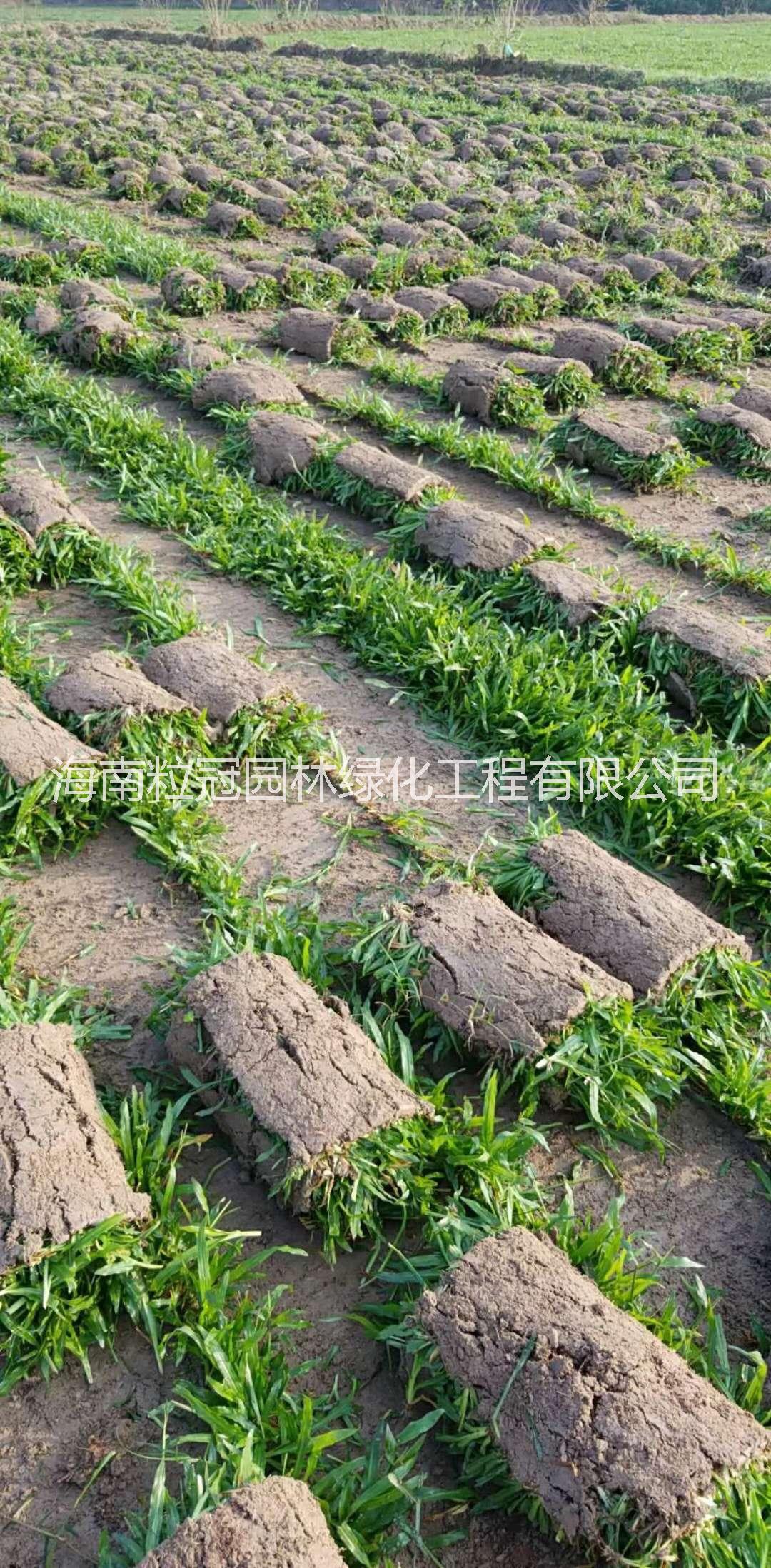 海南大叶油草 大叶油草批发价格 大叶油草种植基地  大叶油草种子