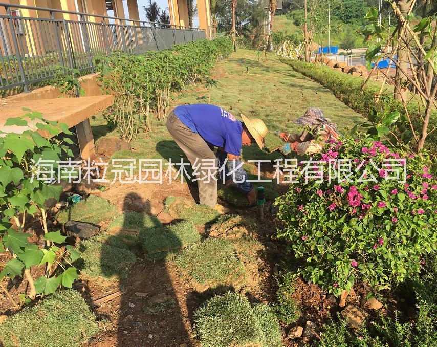 厂家直销台湾草皮 马尼拉草皮价格 海南台湾草生产基地