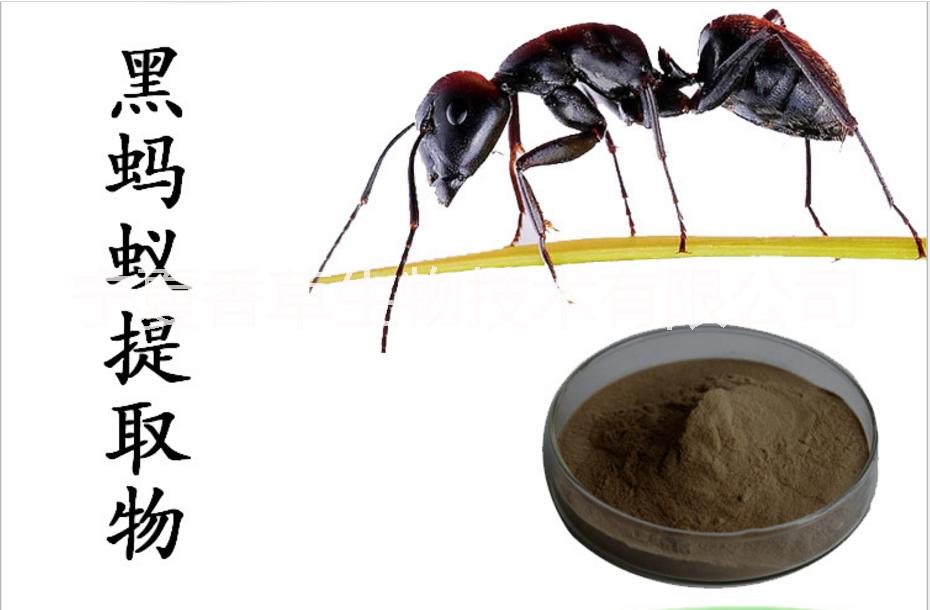 黑蚂蚁提取物批发