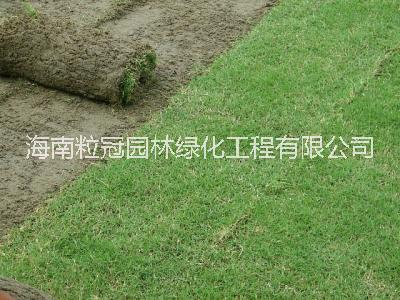 台湾草种植海南台湾草 细叶结缕草草坪报价 台湾草 台湾草种植