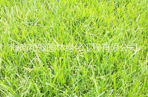 海口市台湾草种植厂家海南台湾草 细叶结缕草草坪报价 台湾草 台湾草种植