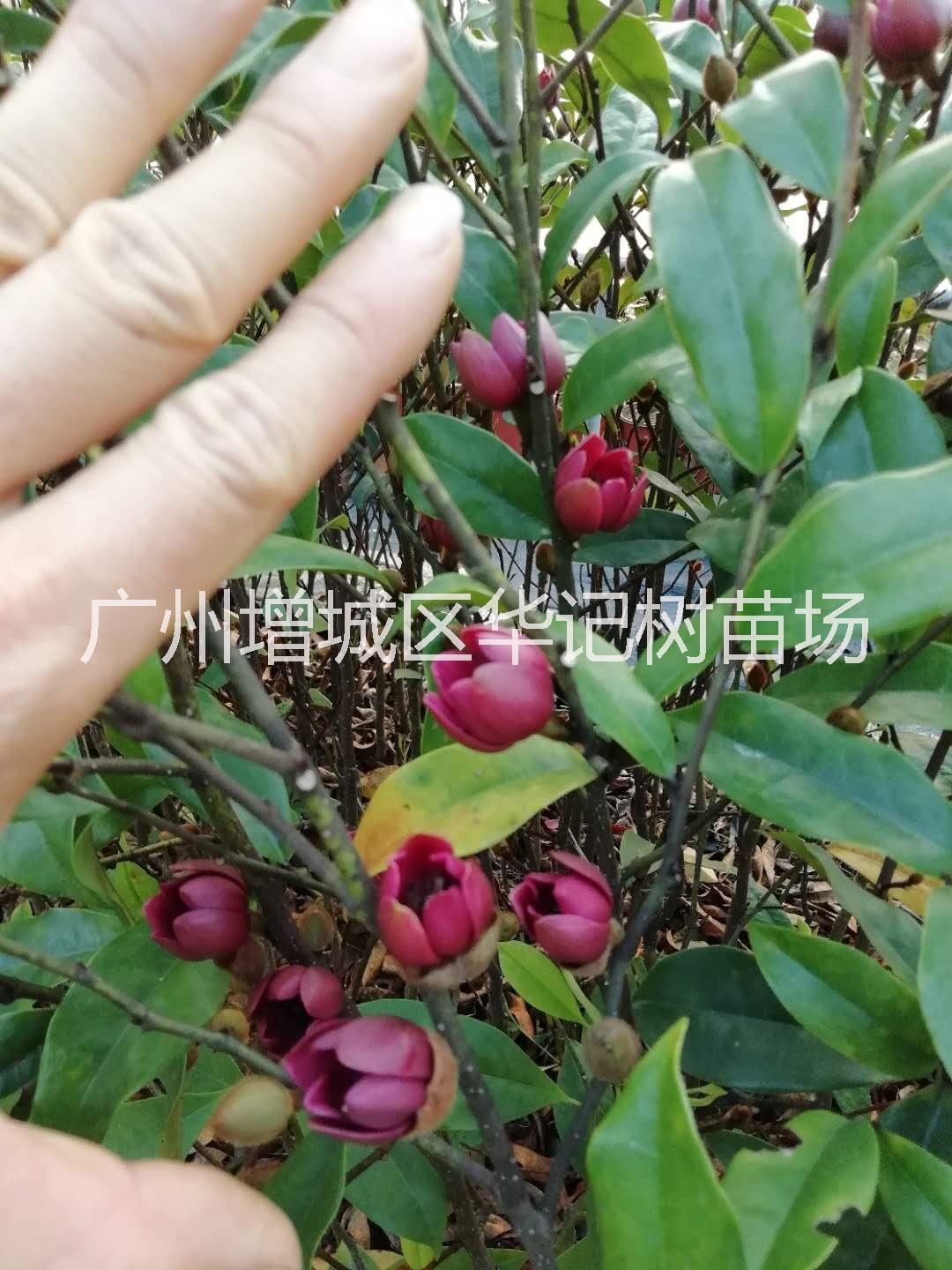 广州市红花含笑苗，紫花含笑树苗，金含笑厂家