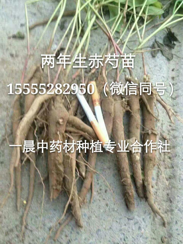 东北赤芍种子育苗什么时候播种赤芍种苗种植季节