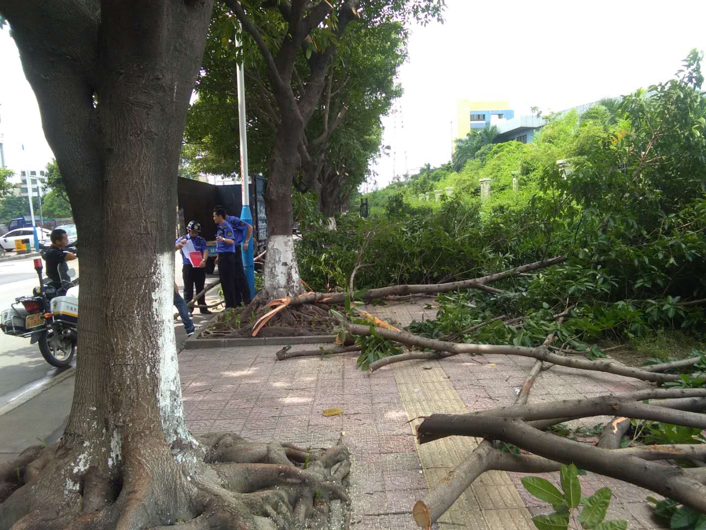 广州专业砍树 砍树工程队 专业修剪街道绿化 园林树木砍伐 小区危树砍伐