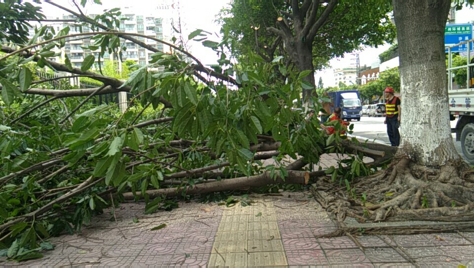 广州街道绿化修枝工程队 专业修剪街道绿化 园林树木砍伐 小区危树砍伐