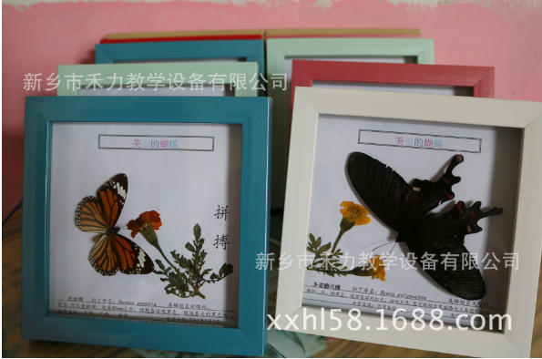 厂家直销蝴蝶标本高品质 优质产品批发 欢迎咨询