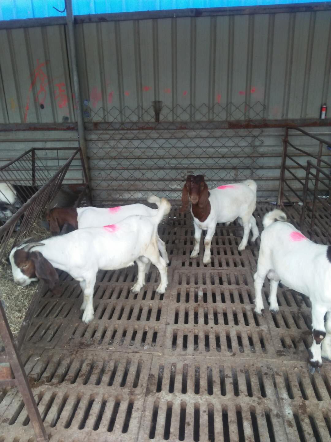 波尔山羊 供应波尔山羊 波尔山羊价格 波尔山羊养殖 波尔山羊直供
