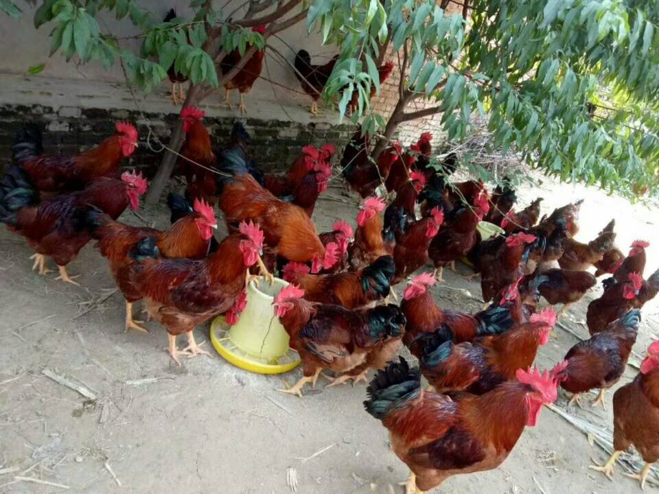 四川眉山380混合苗孵化厂基地价格多少钱-380混合鸡种苗场图片