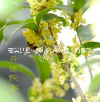 宿州桂花树苗厂家直销 桂花树苗价格合理品质优图片