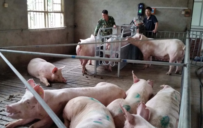 郴州怀孕母猪群养饲喂站,神农母猪喂养设备质量好