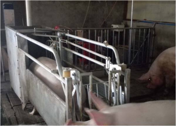 唐山全自动母猪喂养系统，神农价格便宜