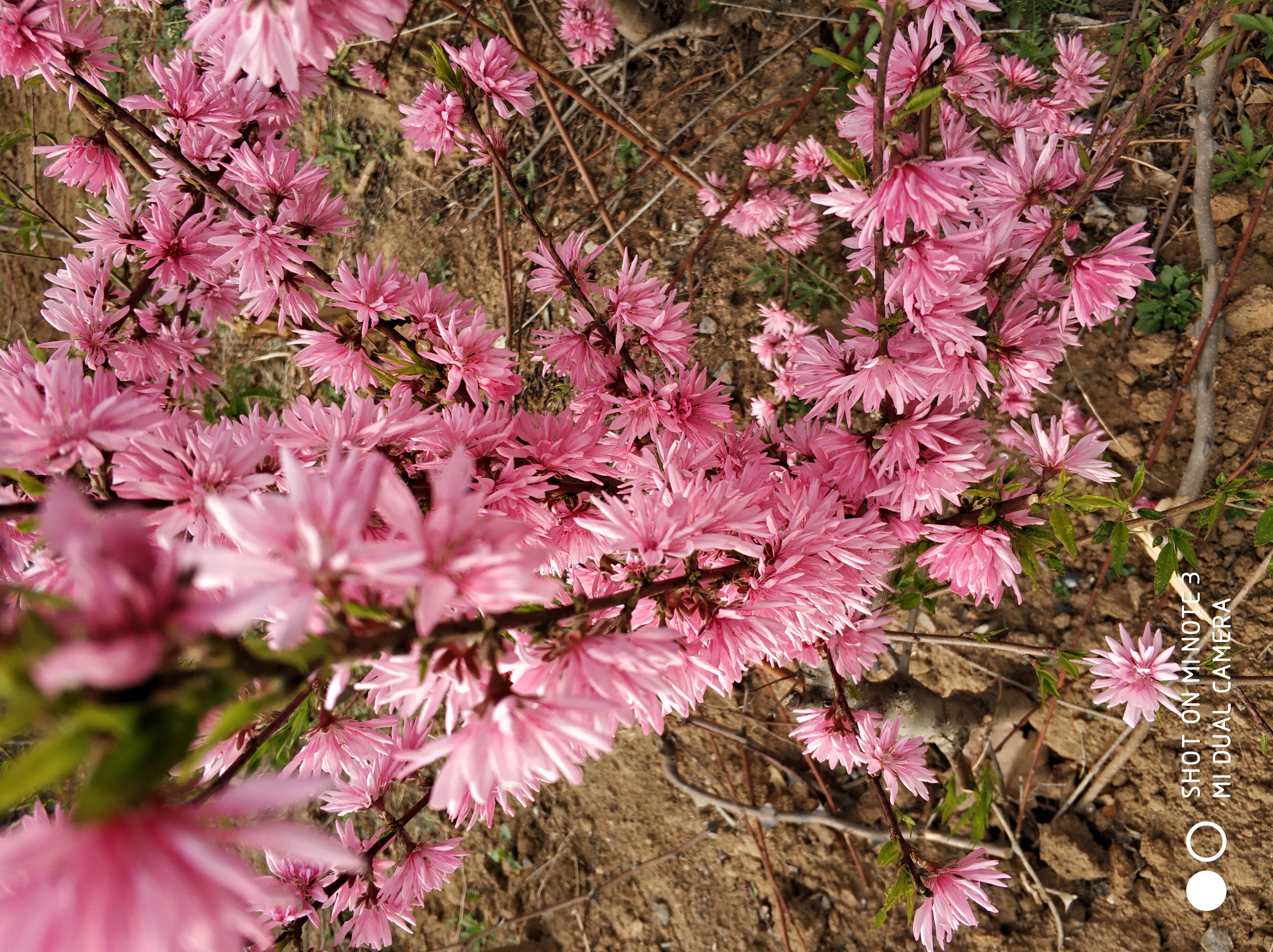 菊花碧桃基地 山东菊花碧桃批发 菊花碧桃价格 6公分菊花碧桃