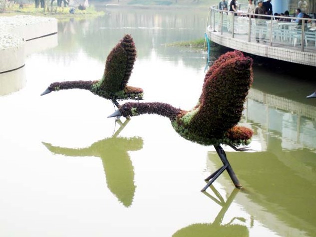新园五色草立体造型-鸭子图片