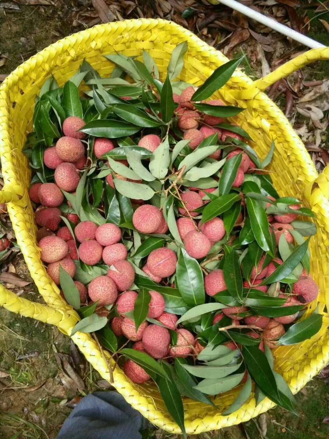 贵州省荔枝苗厂家      六盘水市荔枝苗厂家    毕节市荔枝苗厂家    铜仁市荔枝苗厂家