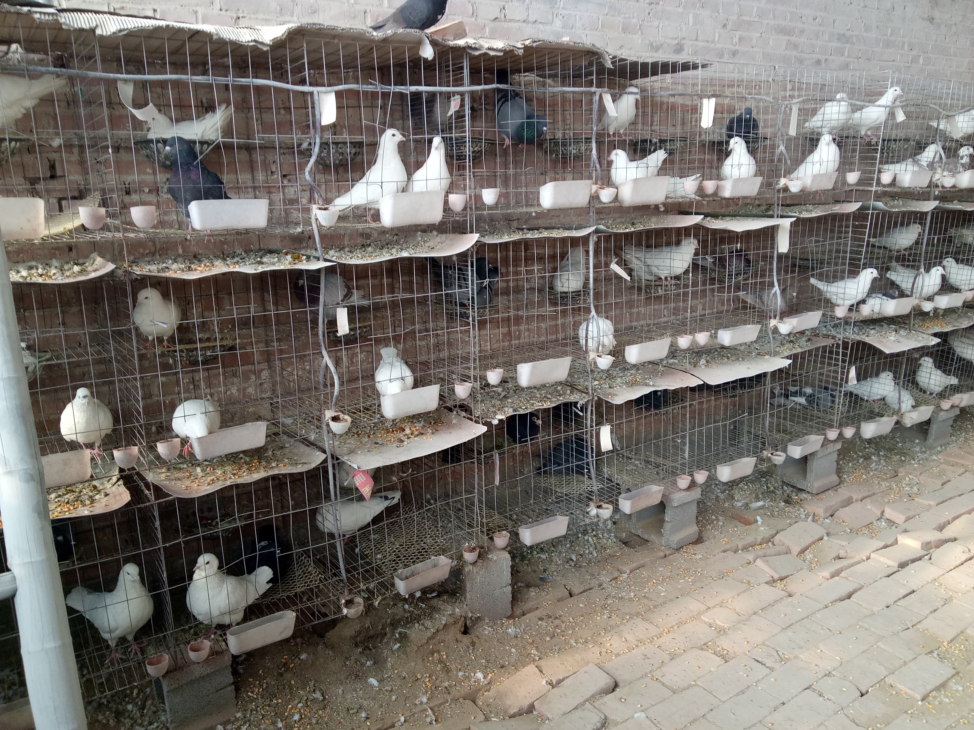 农民人人能做的致富项目肉鸽养殖