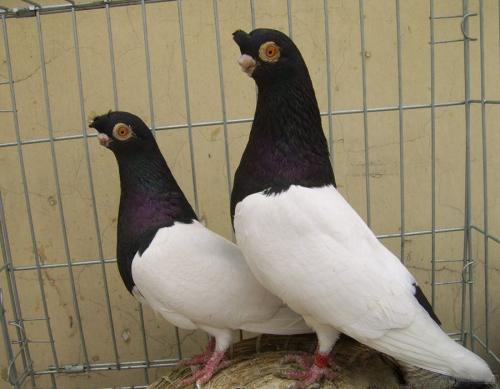 供应肉鸽种鸽 观赏鸽，免费提供养殖技术