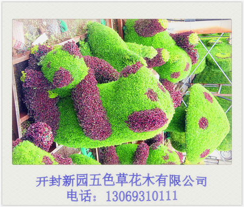 新园五色草立体造型-熊猫001图片