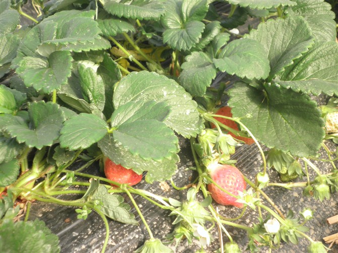 冬香草莓苗大量出售 冬香草莓苗批发 冬香草莓苗价格 冬香草莓苗报价
