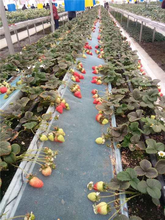 甜查理草莓苗种植 甜查理草莓苗价格 甜查理草莓苗批发 甜查理草莓苗供应商