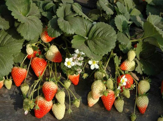 草莓苗批发 草莓苗价格 河南草莓苗 河南草莓苗繁殖基地 河南草莓苗种苗