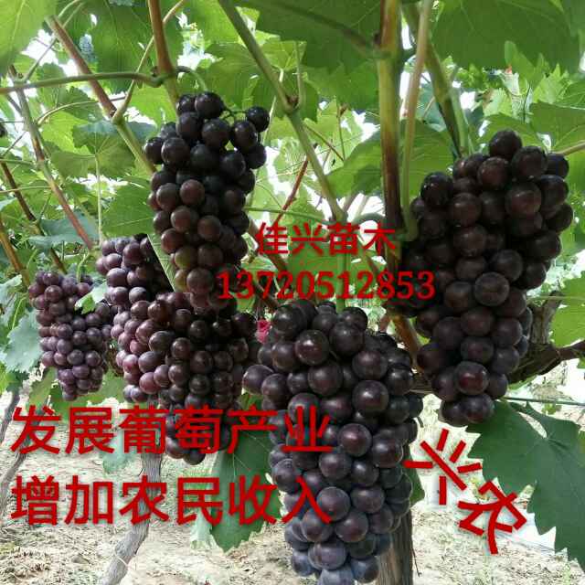 杨凌佳伟葡萄种植专业合作社