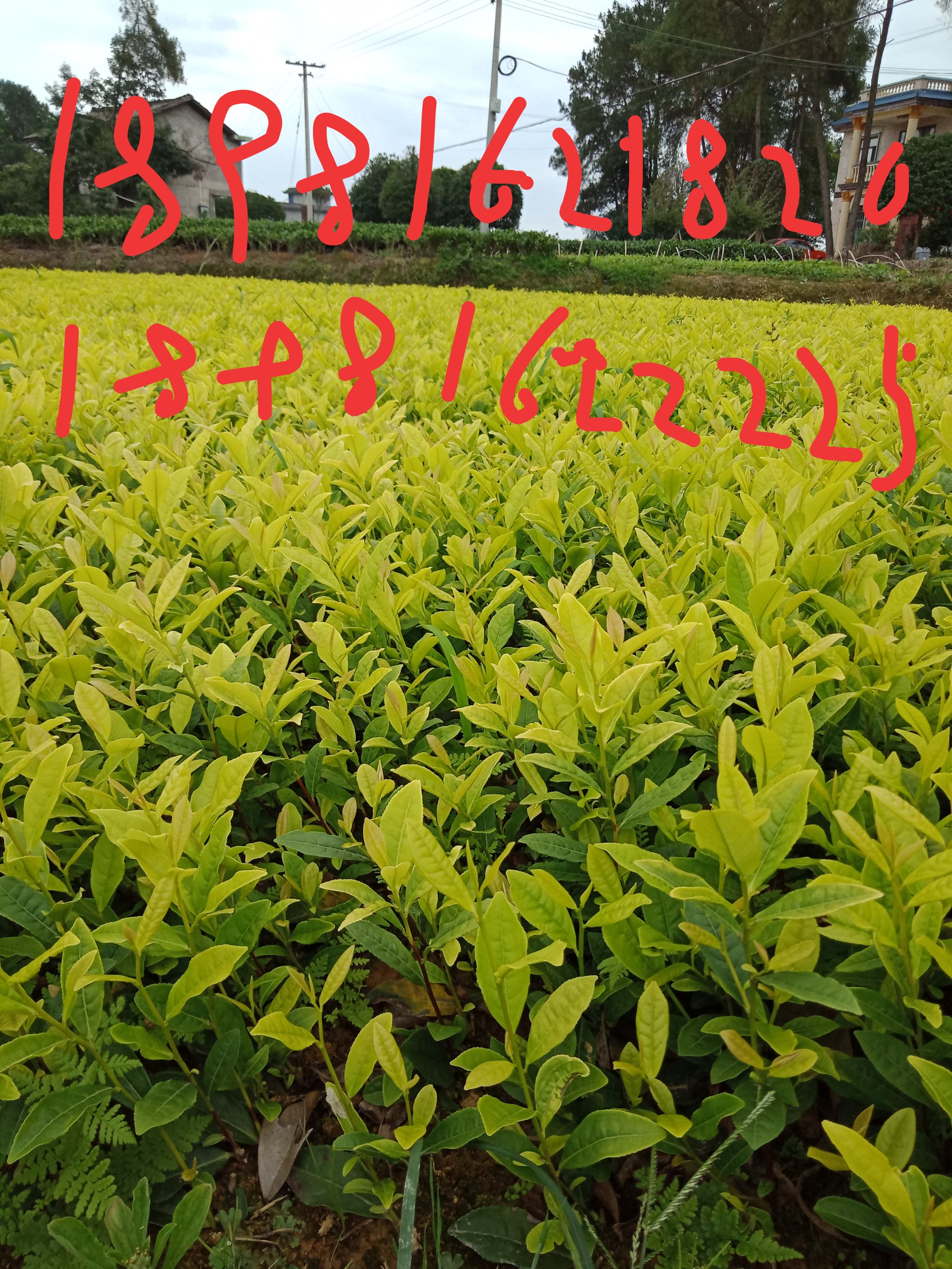 贵州茶苗专业种植基地价格|贵州大白茶黄金茶价格|贵州乌牛早批发|贵州大白茶茶苗图片