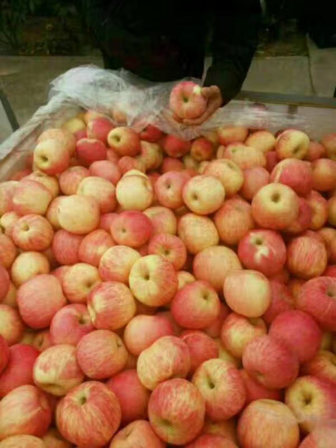 苹果苹果 山东苹果价格 山东苹果生产基地