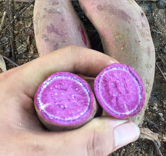 恒达源紫薯新鲜红薯沙地番薯小香薯越南紫薯农家地瓜蜜薯批发一件代发包邮