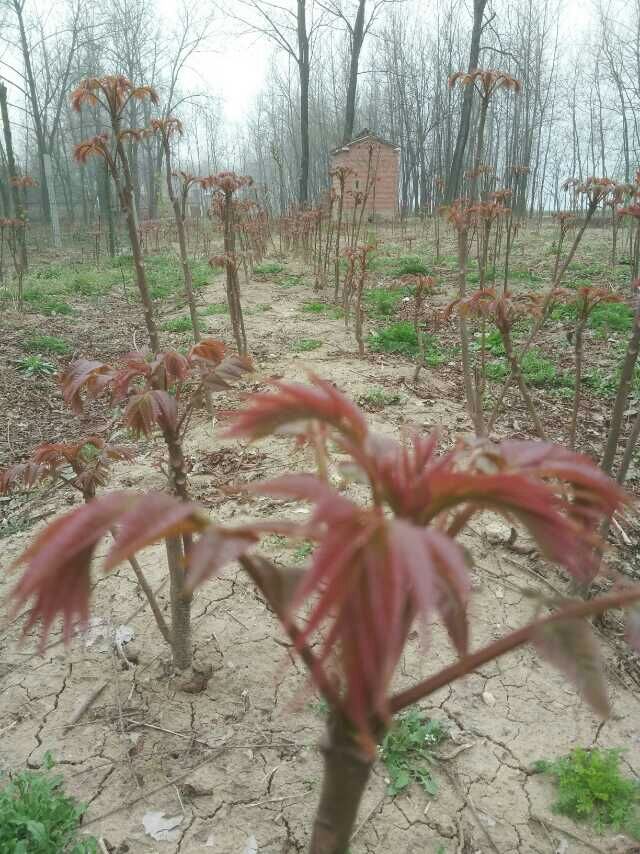 红香椿泰山红香椿图片