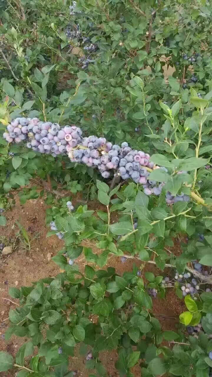 蓝莓苗哪里便宜