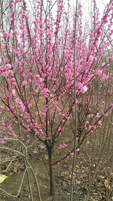 北京河北哪里有卖榆叶梅的——保定花灌木基地 保定榆叶梅