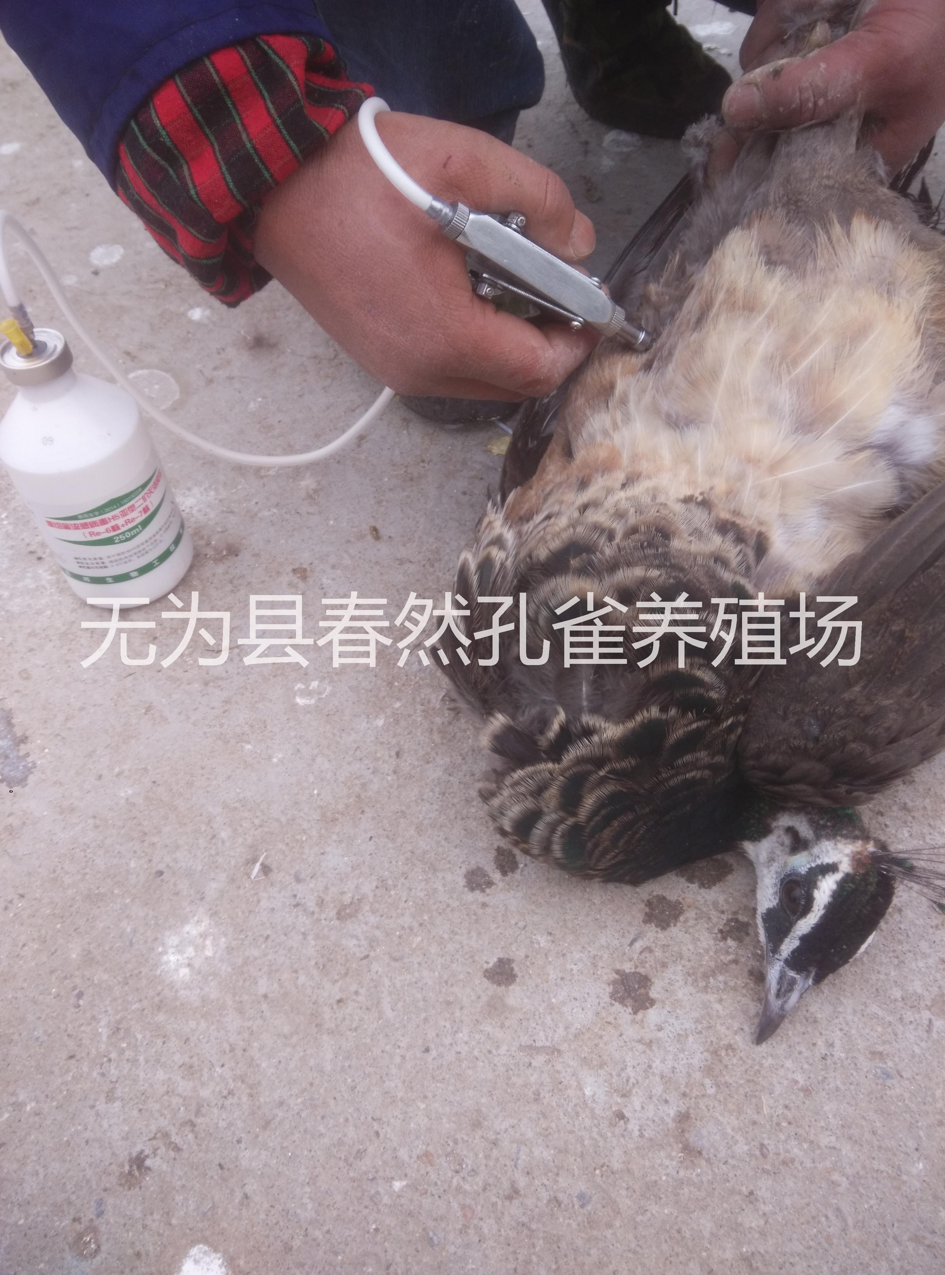 特种养殖安徽省浩然孔雀养殖基地供应各种年龄段孔雀