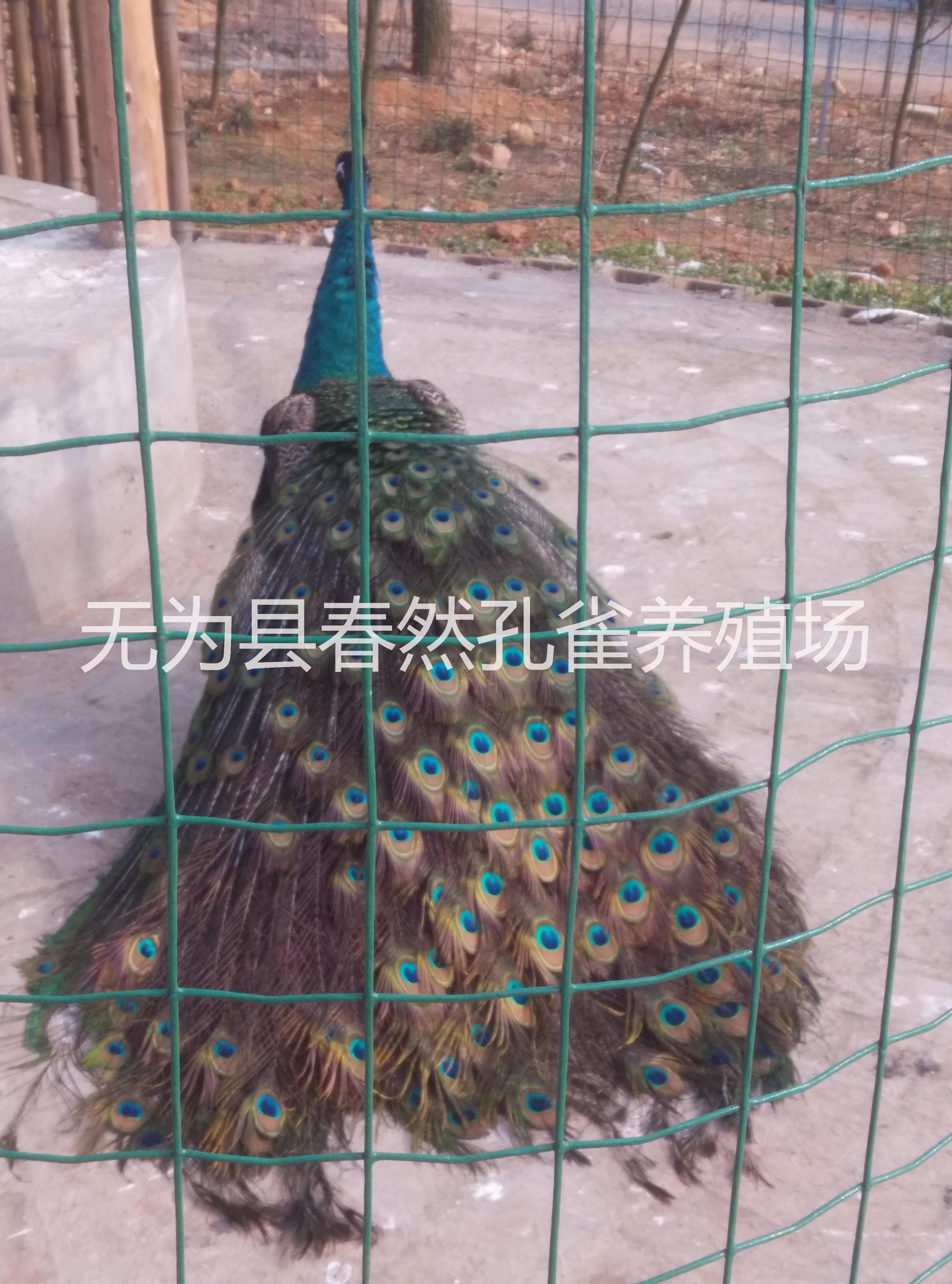 中国市场孔雀标本供应安徽省浩然孔雀养殖有限公司 中国市场孔雀标本供应
