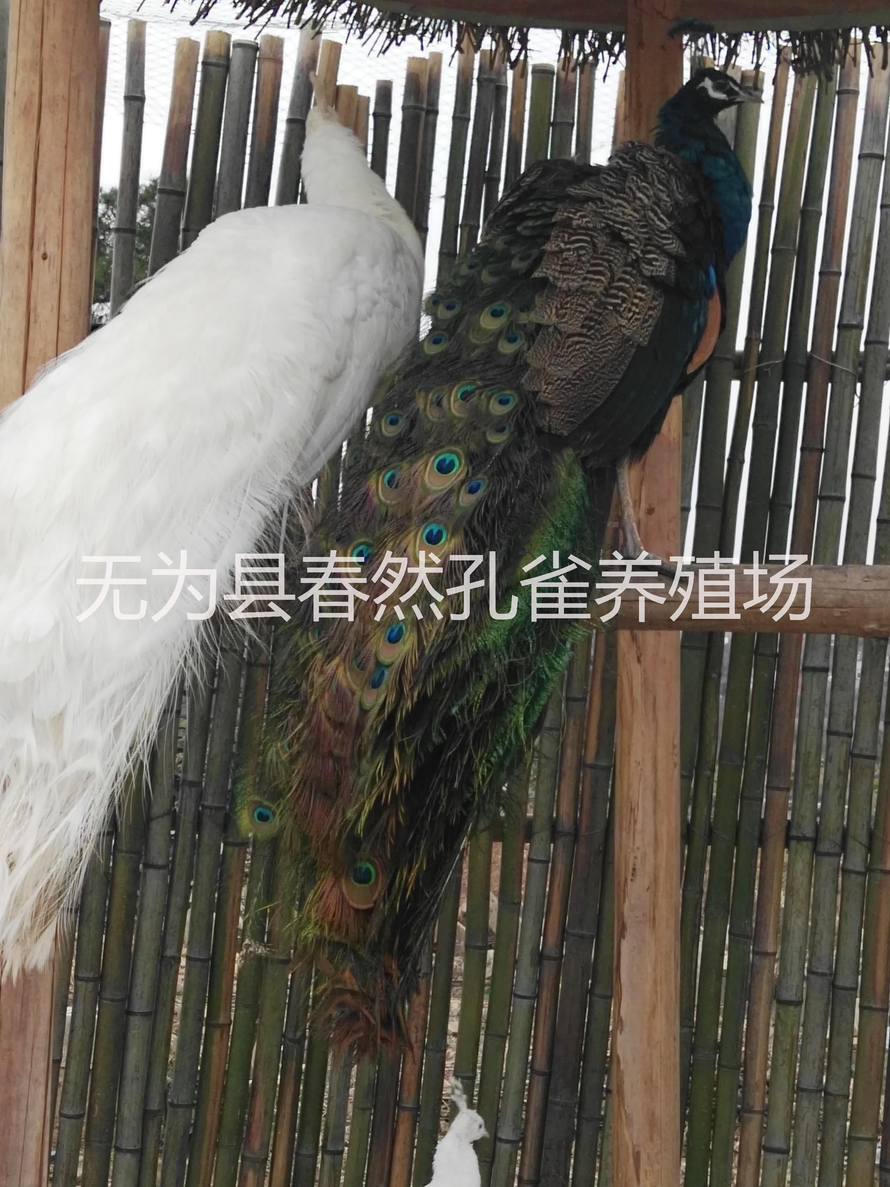 中国孔雀标本供应商安徽省浩然孔雀养殖有限公司大量供应