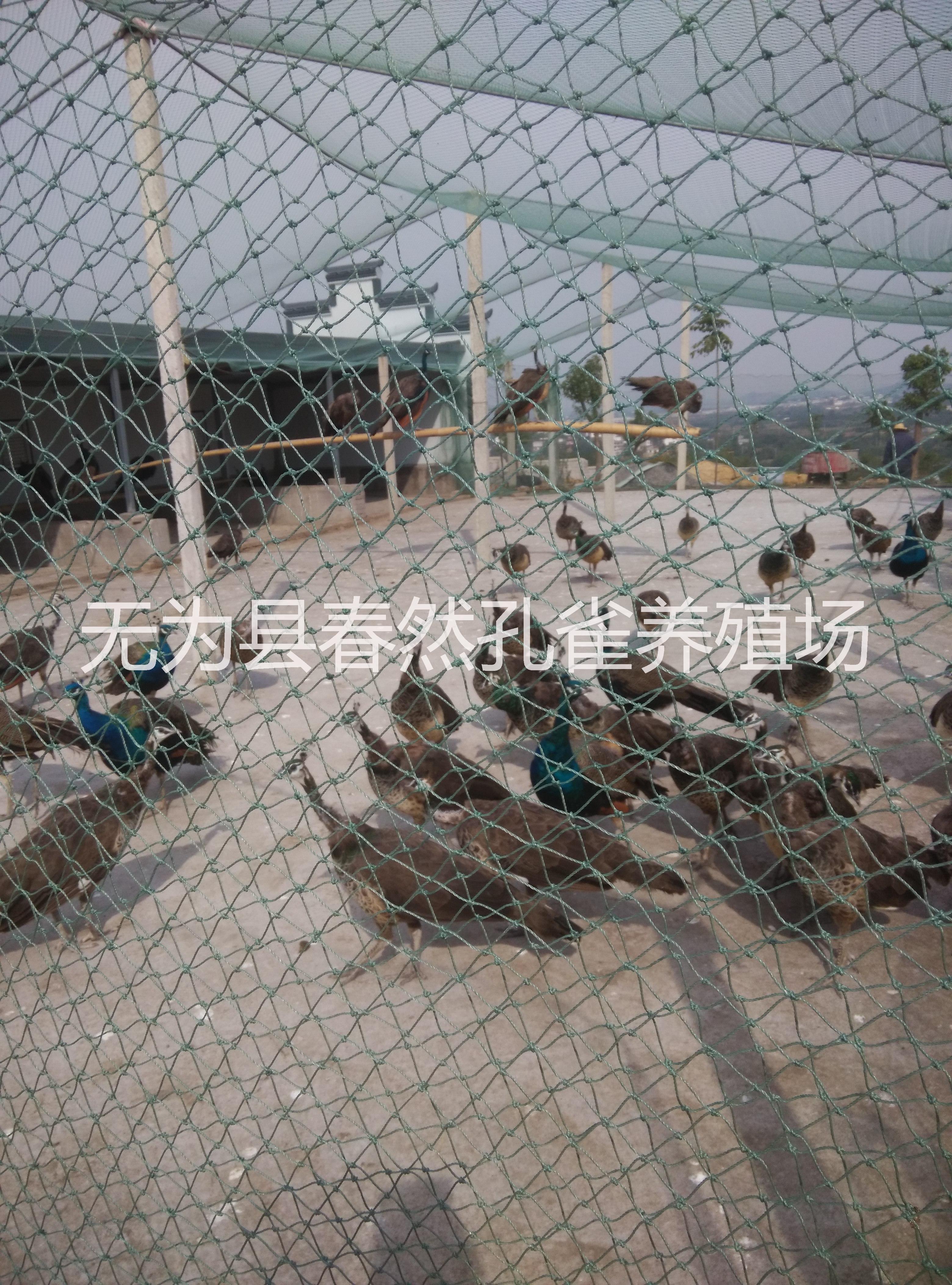 特种养殖安徽省浩然孔雀养殖基地供应各种年龄段孔雀
