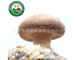 鲜香菇  昌盛宝菇精挑细选厂家直销图片