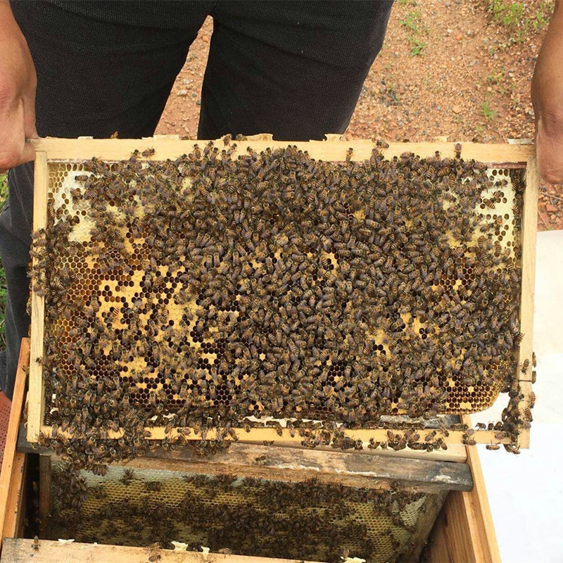 农家土蜂蜜天然野生深山原生无添加原生态瓶装有机纯原蜜图片