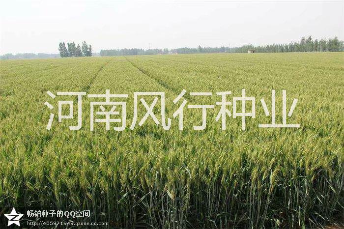 供应半冬性高产周麦30小麦种子