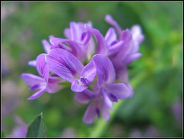 供应--紫花苜蓿