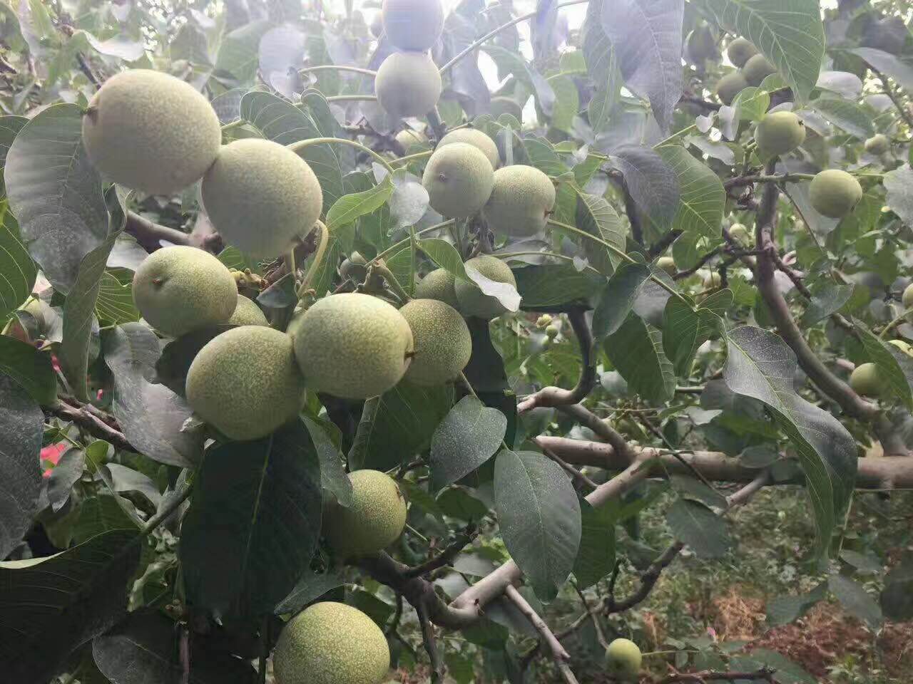 冠核一号种子 早实矮化短枝结果 保纯保活保回购