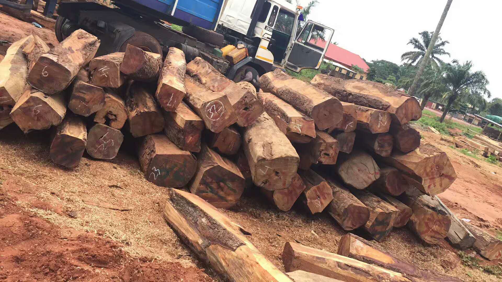 黄埔港南美木材进口清关流程|手续|费用图片