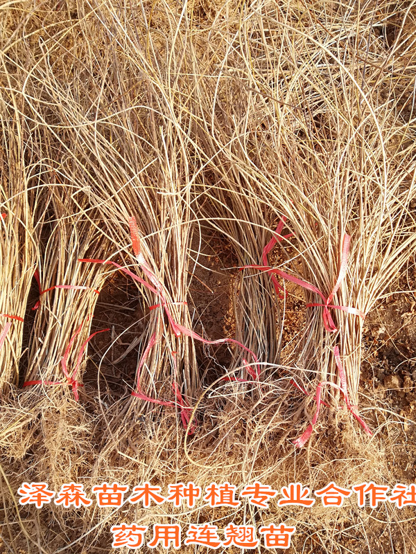 山西2年连翘苗种植基地 2年连翘苗 药用连翘苗