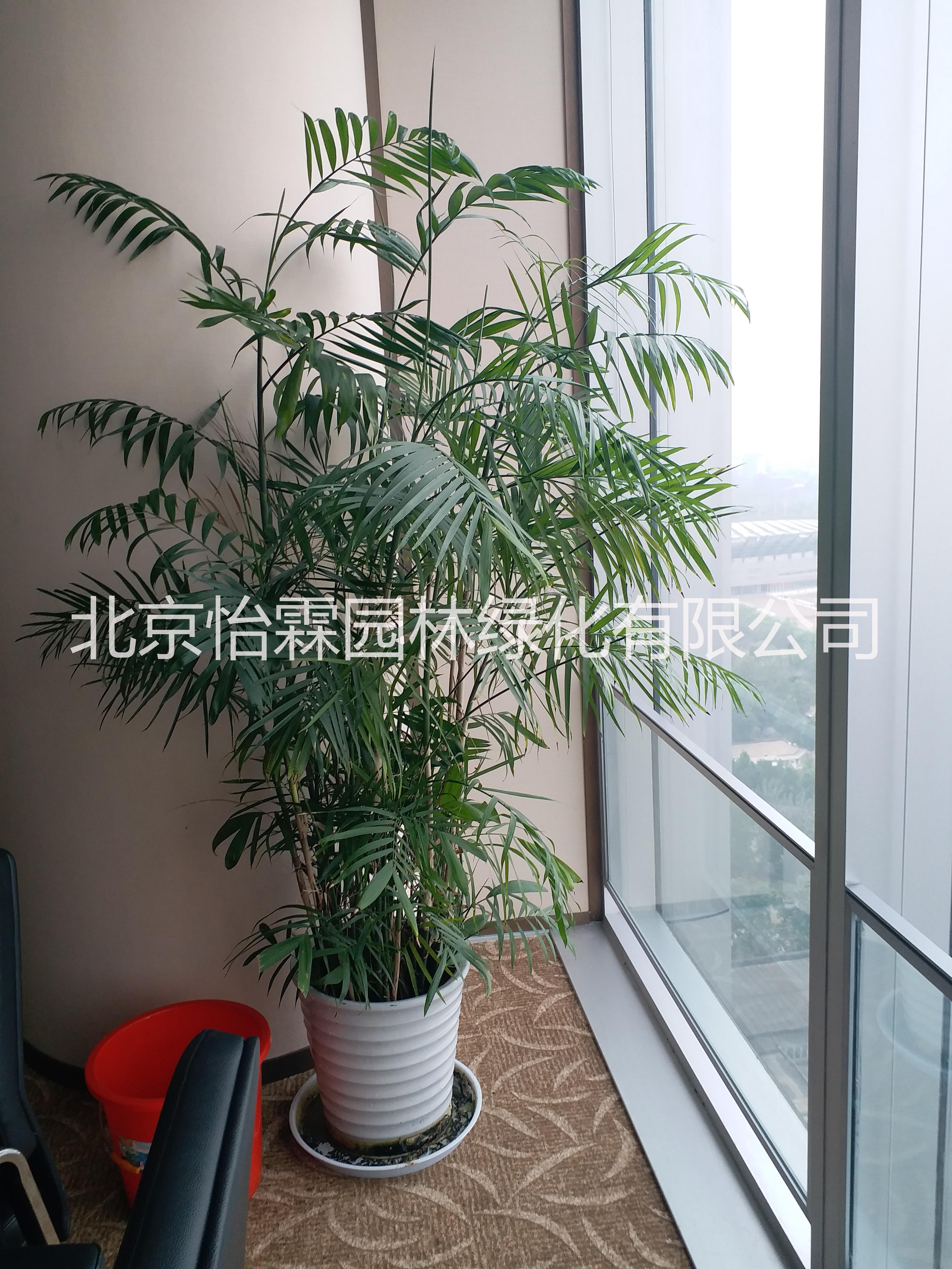 北京绿植租赁公司