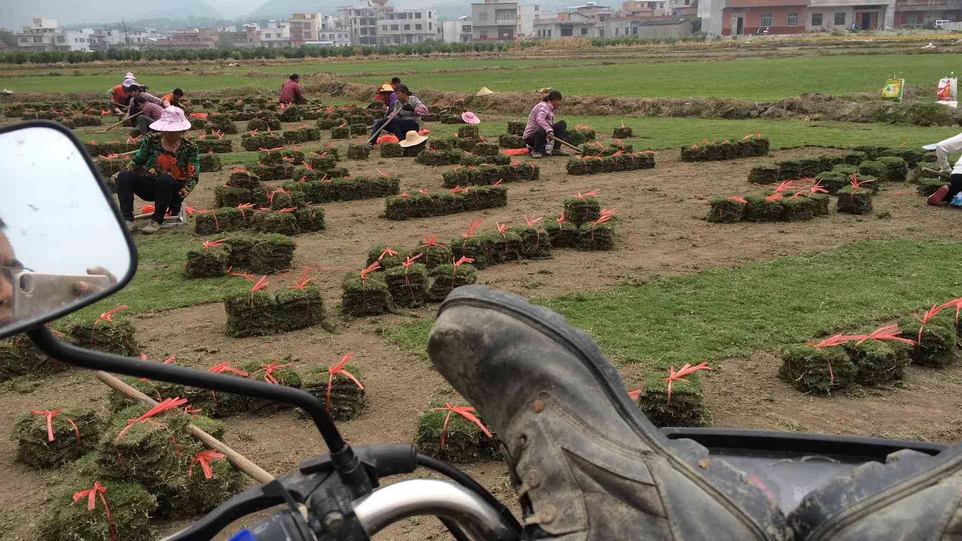 广东大叶油草价格 大叶油草的种植方法 大叶油草和台湾草供应 大叶油草皮 马尼拉草皮